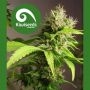 Mako Haze Regular Marijuana Strain by Kiwi Seeds For Sale Online at Cannabis Seeds Outlet