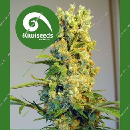 Milky Way Regular Marijuana Strain by Kiwi Seeds For Sale Online at Cannabis Seeds Outlet