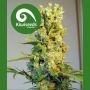 Milky Way Regular Marijuana Strain by Kiwi Seeds For Sale Online at Cannabis Seeds Outlet