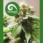 MT Cook Regular Marijuana Strain by Kiwi Seeds For Sale Online at Cannabis Seeds Outlet