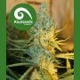 Rays Choice Regular Marijuana Strain by Kiwi Seeds For Sale Online at Cannabis Seeds Outlet