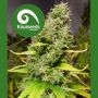 White Island Regular Marijuana Strain by Kiwi Seeds For Sale Online at Cannabis Seeds Outlet