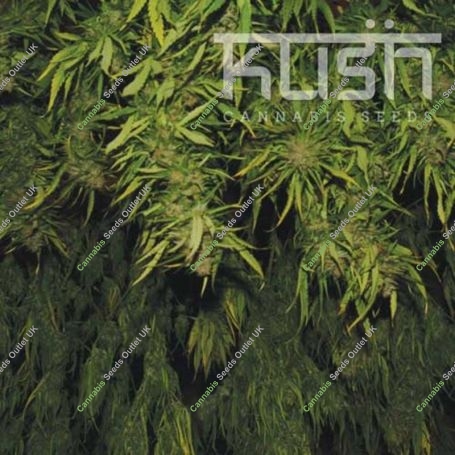 Afghani Kush Regular Marijuana Strain by Kush Seeds For Sale Online at Cannabis Seeds Outlet