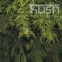 Afghani Kush Regular Marijuana Strain by Kush Seeds For Sale Online at Cannabis Seeds Outlet