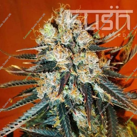 Kush Auto Feminized Marijuana Strain by Kush Seeds For Sale Online at Cannabis Seeds Outlet