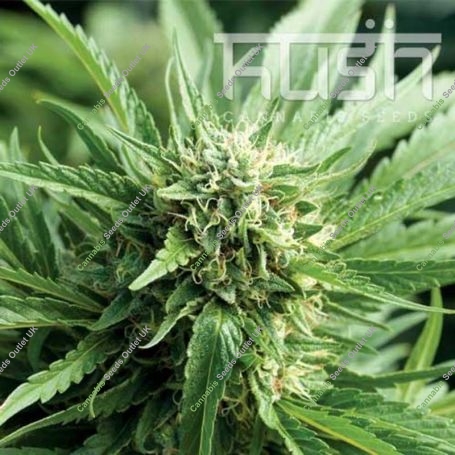 Blueberry Kush Regular Marijuana Strain by Kush Seeds For Sale Online at Cannabis Seeds Outlet