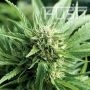 Blueberry Kush Regular Marijuana Strain by Kush Seeds For Sale Online at Cannabis Seeds Outlet