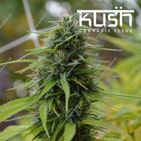 Candyland Kush Feminized Marijuana Strain by Kush Seeds For Sale Online at Cannabis Seeds Outlet