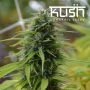 Candyland Kush Feminized Marijuana Strain by Kush Seeds For Sale Online at Cannabis Seeds Outlet