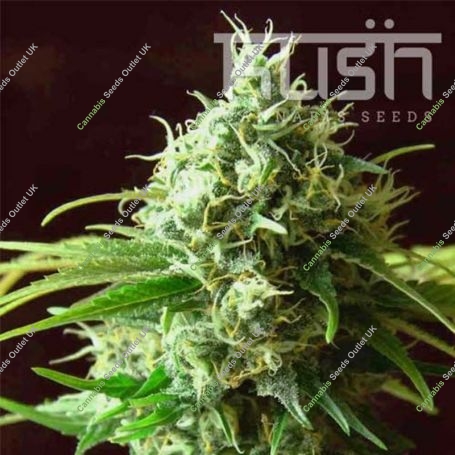 Cheese Kush Regular Marijuana Strain by Kush Seeds For Sale Online at Cannabis Seeds Outlet