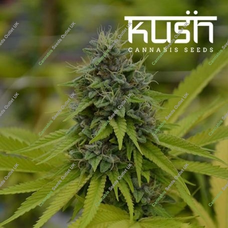 Cookie Kush Feminized Marijuana Strain by Kush Seeds For Sale Online at Cannabis Seeds Outlet