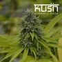 Cookie Kush Feminized Marijuana Strain by Kush Seeds For Sale Online at Cannabis Seeds Outlet
