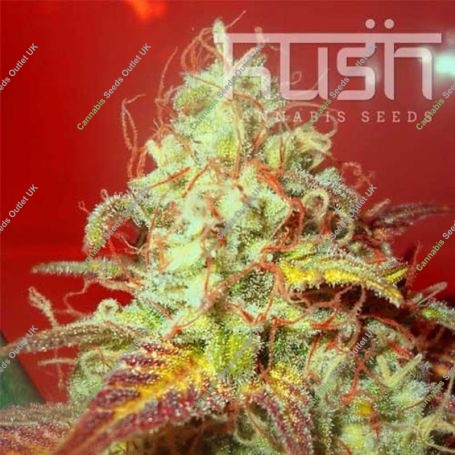 Critical Kush Regular Marijuana Strain by Kush Seeds For Sale Online at Cannabis Seeds Outlet