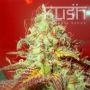 Critical Kush Regular Marijuana Strain by Kush Seeds For Sale Online at Cannabis Seeds Outlet