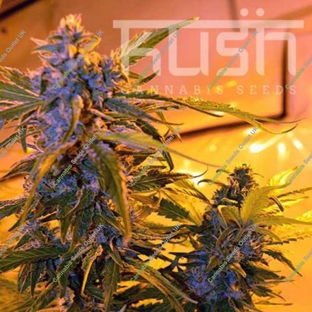 Critical Kush Auto Feminized Marijuana Strain by Kush Seeds For Sale Online at Cannabis Seeds Outlet