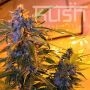 Critical Kush Auto Feminized Marijuana Strain by Kush Seeds For Sale Online at Cannabis Seeds Outlet