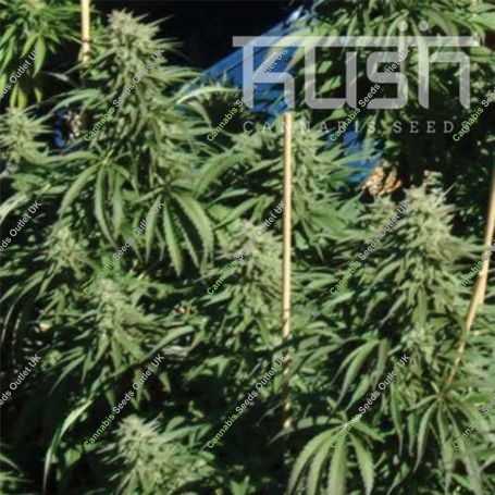 Diesel Kush Regular Marijuana Strain by Kush Seeds For Sale Online at Cannabis Seeds Outlet