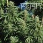 Diesel Kush Regular Marijuana Strain by Kush Seeds For Sale Online at Cannabis Seeds Outlet
