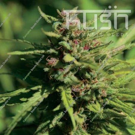 Fire Kush Regular Marijuana Strain by Kush Seeds For Sale Online at Cannabis Seeds Outlet
