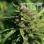 Fire Kush Regular Marijuana Strain by Kush Seeds For Sale Online at Cannabis Seeds Outlet