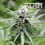 Fire Kush CBD Reg or Fem Kush Cannabis Seeds