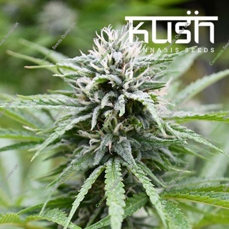 Fire Kush CBD Regular Marijuana Strain by Kush Seeds For Sale Online at Cannabis Seeds Outlet