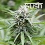 Fire Kush CBD Regular Marijuana Strain by Kush Seeds For Sale Online at Cannabis Seeds Outlet