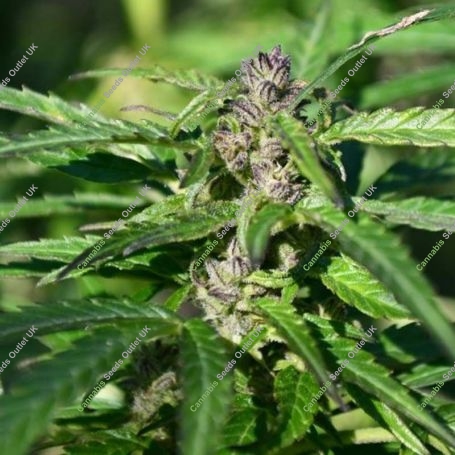 Gelato Kush Feminized Marijuana Strain by Kush Seeds For Sale Online at Cannabis Seeds Outlet
