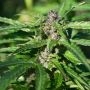 Gelato Kush Feminized Marijuana Strain by Kush Seeds For Sale Online at Cannabis Seeds Outlet