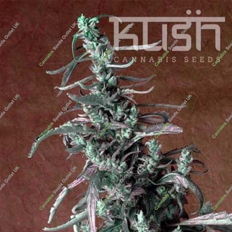 Haze Kush Regular Marijuana Strain by Kush Seeds For Sale Online at Cannabis Seeds Outlet