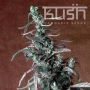 Haze Kush Regular Marijuana Strain by Kush Seeds For Sale Online at Cannabis Seeds Outlet
