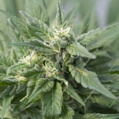 Lemon Kush Regular Marijuana Strain by Kush Seeds For Sale Online at Cannabis Seeds Outlet
