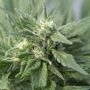 Lemon Kush Regular Marijuana Strain by Kush Seeds For Sale Online at Cannabis Seeds Outlet