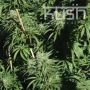Sour Kush Regular Marijuana Strain by Kush Seeds For Sale Online at Cannabis Seeds Outlet