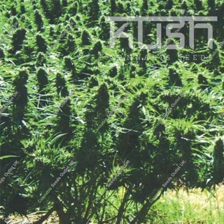 Sweet Kush Regular Marijuana Strain by Kush Seeds For Sale Online at Cannabis Seeds Outlet