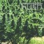 Sweet Kush Regular Marijuana Strain by Kush Seeds For Sale Online at Cannabis Seeds Outlet