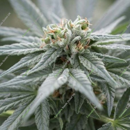 White Kush Regular Marijuana Strain by Kush Seeds For Sale Online at Cannabis Seeds Outlet