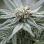 White Kush Regular Marijuana Strain by Kush Seeds For Sale Online at Cannabis Seeds Outlet