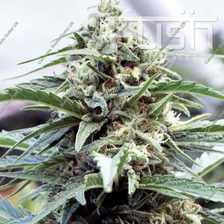 OG Kush CBD Regular Marijuana Strain by Kush Seeds For Sale Online at Cannabis Seeds Outlet