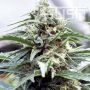 OG Kush CBD Regular Marijuana Strain by Kush Seeds For Sale Online at Cannabis Seeds Outlet