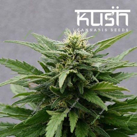 Sour Kush CBD Regular Marijuana Strain by Kush Seeds For Sale Online at Cannabis Seeds Outlet