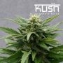 Sour Kush CBD Regular Marijuana Strain by Kush Seeds For Sale Online at Cannabis Seeds Outlet
