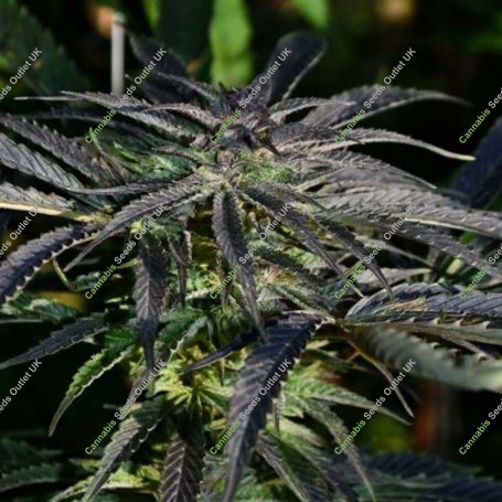 Strawberry Banana Kush Feminized Marijuana Strain by Kush Seeds For Sale Online at Cannabis Seeds Outlet