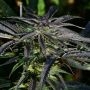 Strawberry Banana Kush Feminized Marijuana Strain by Kush Seeds For Sale Online at Cannabis Seeds Outlet
