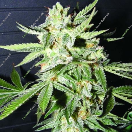 Confidential Medicine Feminized Marijuana Strain by Kush Brothers For Sale Online at Cannabis Seeds Outlet