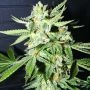 Confidential Medicine Feminized Marijuana Strain by Kush Brothers For Sale Online at Cannabis Seeds Outlet