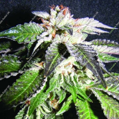 Confidential OG Feminized Marijuana Strain by Kush Brothers For Sale Online at Cannabis Seeds Outlet