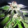 Confidential OG Feminized Marijuana Strain by Kush Brothers For Sale Online at Cannabis Seeds Outlet