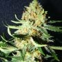 Exotic Kush Feminized Marijuana Strain by Kush Brothers For Sale Online at Cannabis Seeds Outlet
