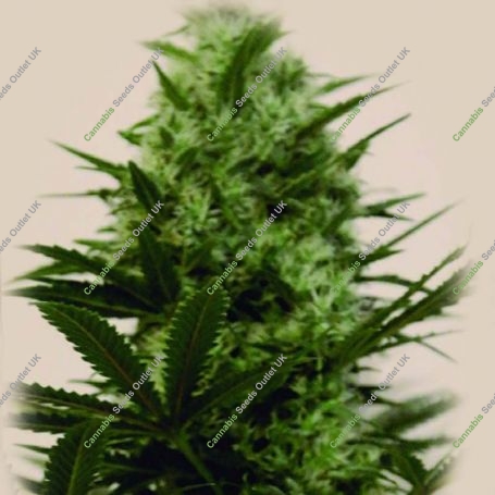 Langui Kush cbd Feminized Marijuana Strain by Kush Brothers For Sale Online at Cannabis Seeds Outlet